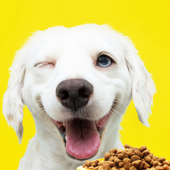 Collection image for: PET SHOP